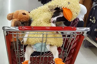 Слепая коза, страдающая от депрессии, нашла успокоение в костюме утки