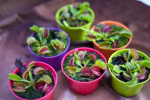 Размножение венериной мухоловки в домашних условиях Размножение венериной мухоловки в домашних условиях