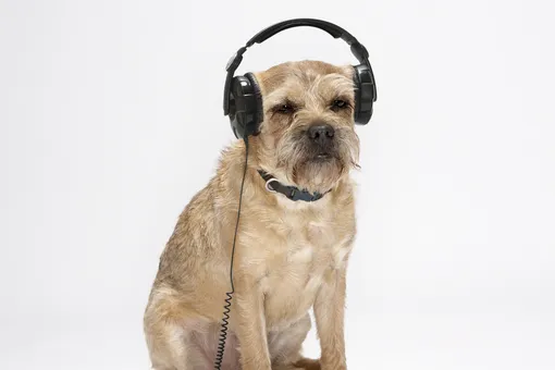 Песня для собак очень нравится им. Проверьте на своих любимцах Песня для собак очень нравится им. Проверьте на своих любимцах