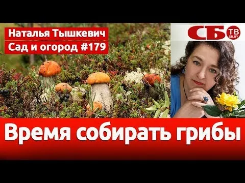 Нажми и смотри Нажми и смотри