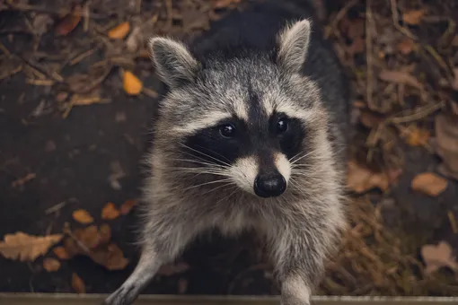 Мужчина 25 лет кормит енотов хот-догами в память о покойной жене Мужчина 25 лет кормит енотов хот-догами в память о покойной жене