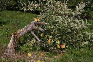 «Оно сломалось!» Как спасти поврежденное дерево в саду