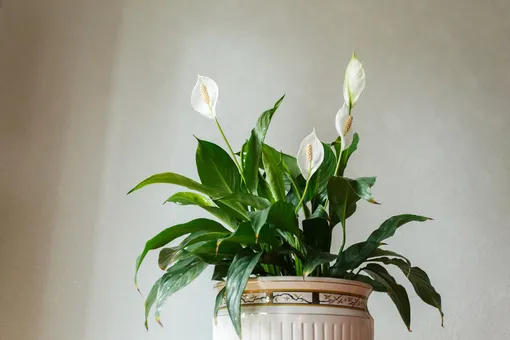 Спатифиллум