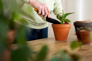Что делать с налётом на земле в цветочном горшке и когда он действительно опасен
