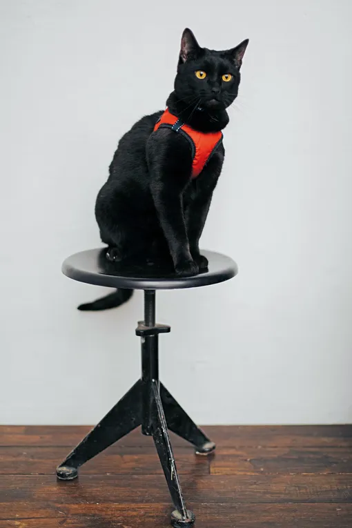 Кот Кит Кот Кит