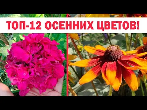 Нажми и смотри