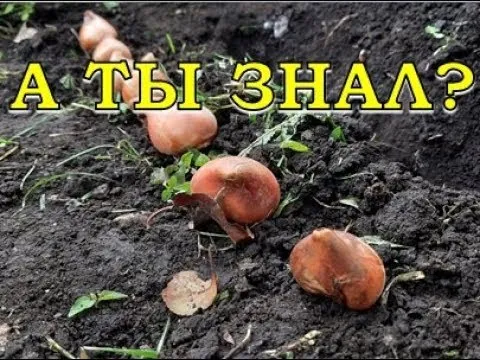 Нажми и смотри