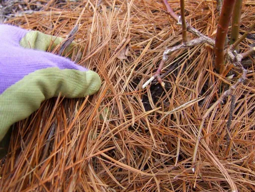 Нужно ли убирать опавшие иголки из-под хвойных деревьев