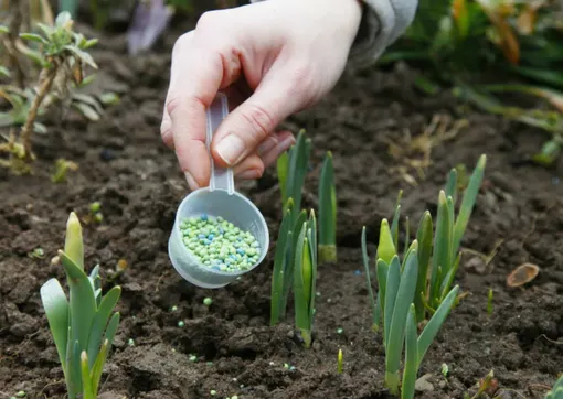 Уход за луковичными цветами после посадки Уход за луковичными цветами после посадки