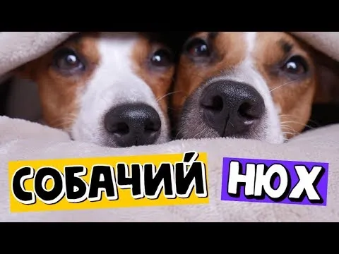 Нажми и смотри Нажми и смотри