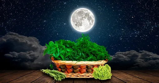 лунный календарь садовода огородника на июль 2022 лунный календарь садовода огородника на июль 2022