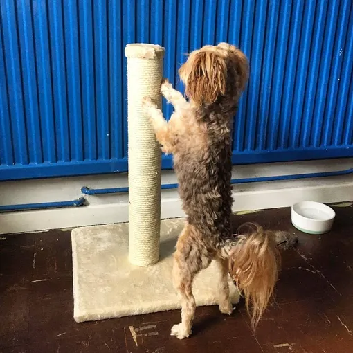 собака собака