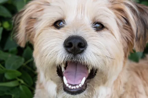 Как понять, что у собаки проблемы с зубами: 4 важных признака