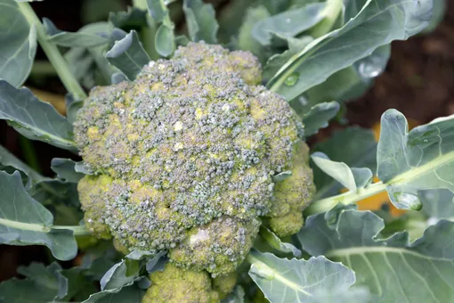 Брокколи Брокколи