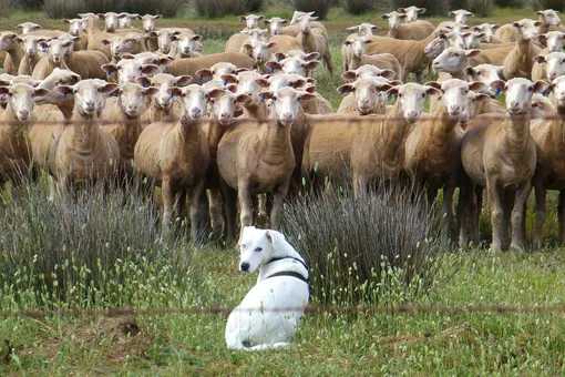 Семья еле нашла собаку, пропавшую во время ДТП. Она начала новую жизнь Семья еле нашла собаку, пропавшую во время ДТП. Она начала новую жизнь