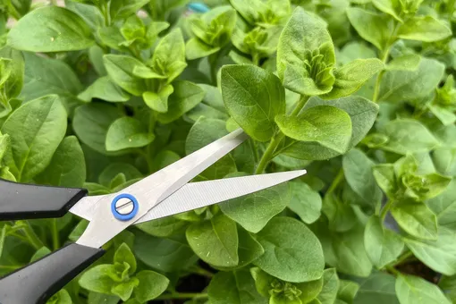 Не дайте базилику зацвести. Сделайте это, и собирайте листья до осени Не дайте базилику зацвести. Сделайте это, и собирайте листья до осени