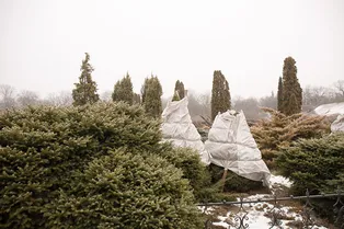 Плюсы и минусы самых популярных материалов для укрытия растений на зиму