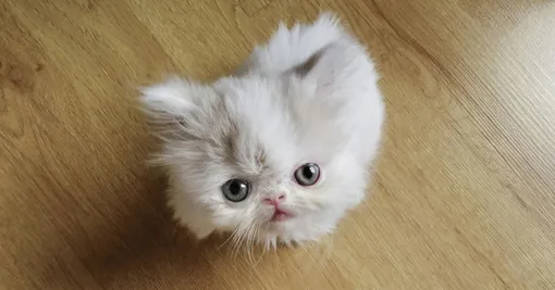 Кошка для маленькой квартиры самые маленькие кошки фото минуэт наполеон
