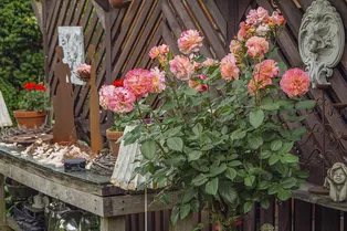 Это простое удобрение с кухни заставит розы цвести дольше и ярче