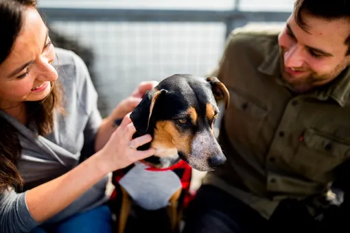 Собаки распознают стресс человека по запаху пота и дыханию Собаки распознают стресс человека по запаху пота и дыханию