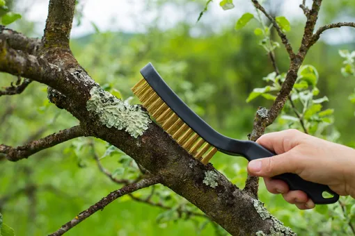 Как удалить мох со ствола дерева — 2 щадящих метода