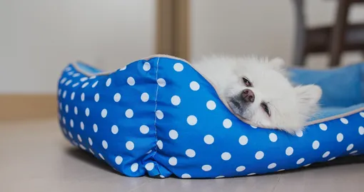 5 привычек собаки, которые человеку кажутся странными, но на деле являются нормой 5 привычек собаки, которые человеку кажутся странными, но на деле являются нормой