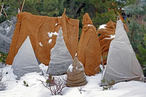Как защитить кроны и ветви плодовых деревьев зимой Как защитить кроны и ветви плодовых деревьев зимой