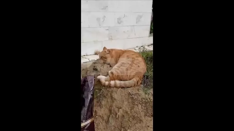 Нажми и смотри