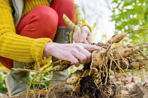Пока не выпал снег, я всегда делаю это со своими георгинами! Одна ошибка — и они не зацветут весной