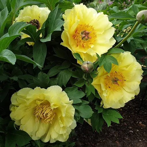 Пион ИТО-гибрид «Гарден Треже» Пион ИТО-гибрид «Гарден Треже»