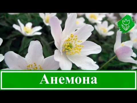 Нажми и смотри