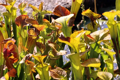 Саррацения флава Саррацения флава