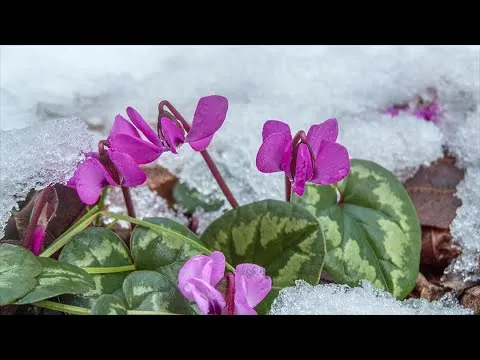 Нажми и смотри Нажми и смотри