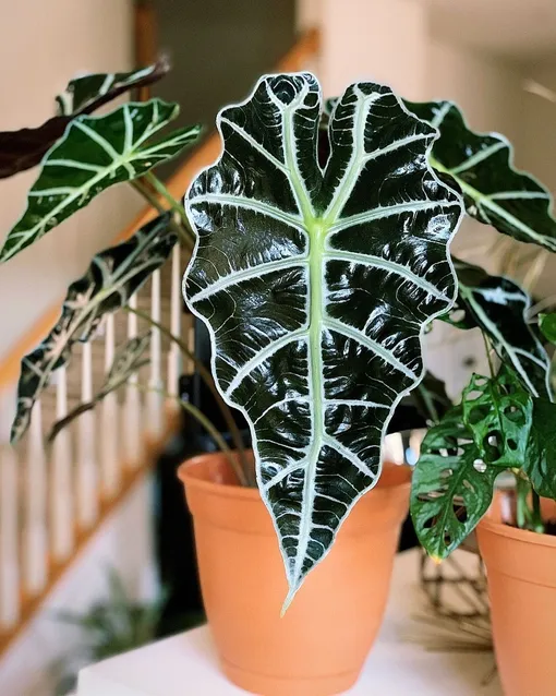 Ваш знак зодиака и комнатные растения: какие цветы подходят именно вам