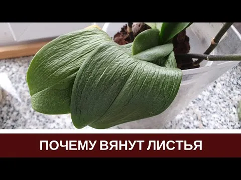 Нажми и смотри