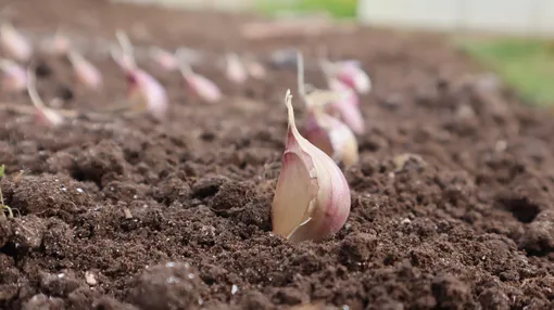 Когда сажать озимый чеснок Когда сажать озимый чеснок