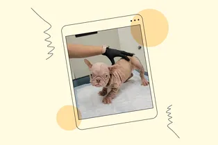 «У вас там ребёнок?»: бульдога с необычным заболеванием путают с младенцем