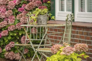 Вот, что нужно знать перед посадкой гортензии этой осенью: 5 секретов