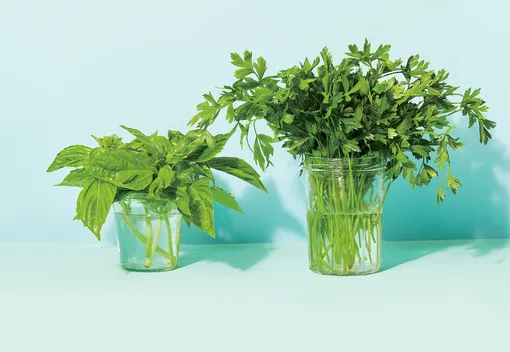 травы для салата — тимьян, розмарин травы для салата — тимьян, розмарин