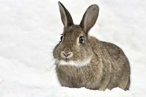Эффективные способы защиты плодовых деревьев зимой от зайцев, мышей и других грызунов Эффективные способы защиты плодовых деревьев зимой от зайцев, мышей и других грызунов