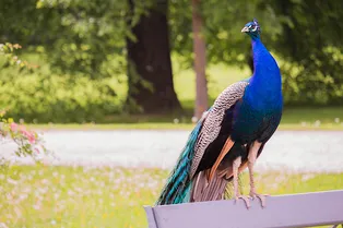 Где ты, любимая? В поисках пары одинокий павлин прошел больше 1000 километров Где ты, любимая? В поисках пары одинокий павлин прошел больше 1000 километров