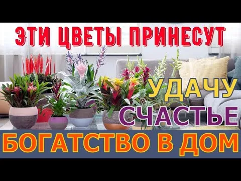 Нажми и смотри