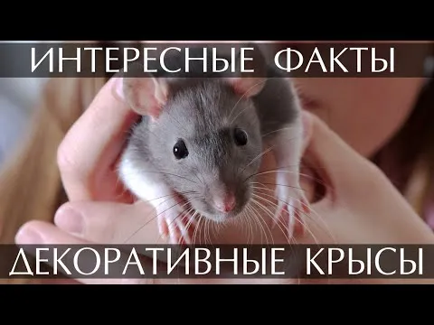 Нажми и смотри
