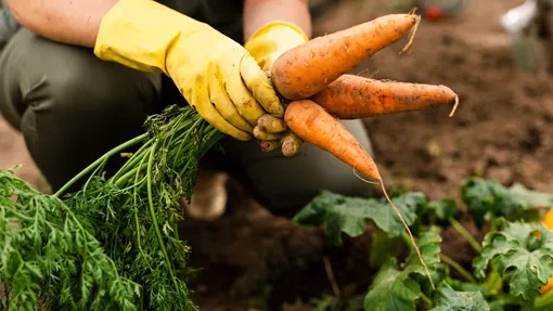 сбор урожая моркови