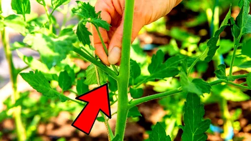 Пасынкование томатов Пасынкование томатов