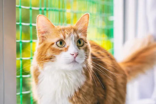 Фонд РЭЙ Фонд РЭЙ