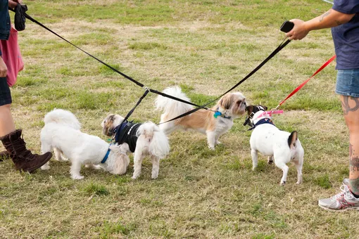 Как собаки приветствуют друг друга