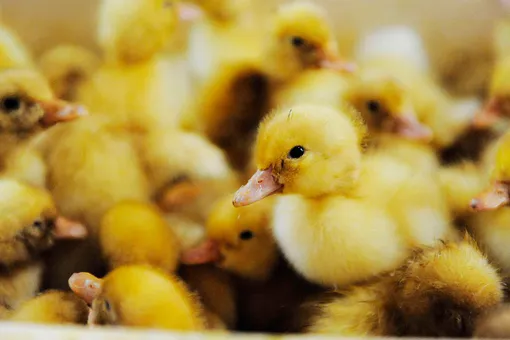 Женщина вырастила трех утят из магазинных яиц, вдохновившись роликом из Youtube Женщина вырастила трех утят из магазинных яиц, вдохновившись роликом из Youtube