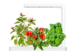 Топ-7 умных гаджетов для домашнего мини-огорода