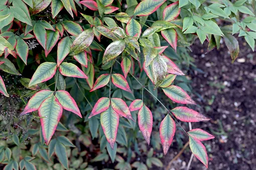 Листья нандины на фоне земли Листья нандины на фоне земли